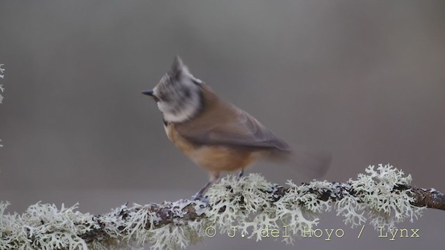 Mésange huppée - ML214648641