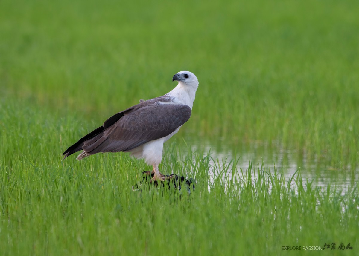 White-bellied Sea-Eagle - ML214648891