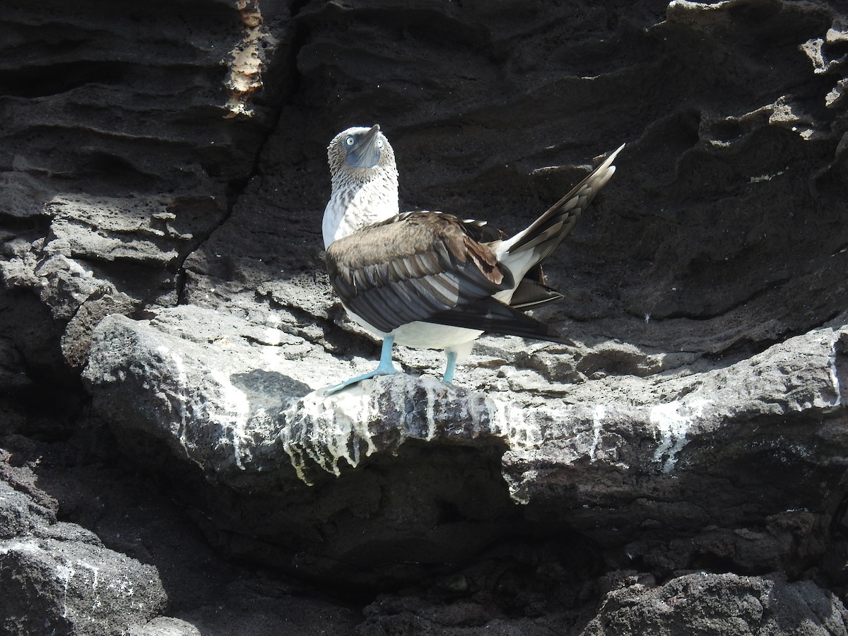 Blue-footed Booby - ML214649141