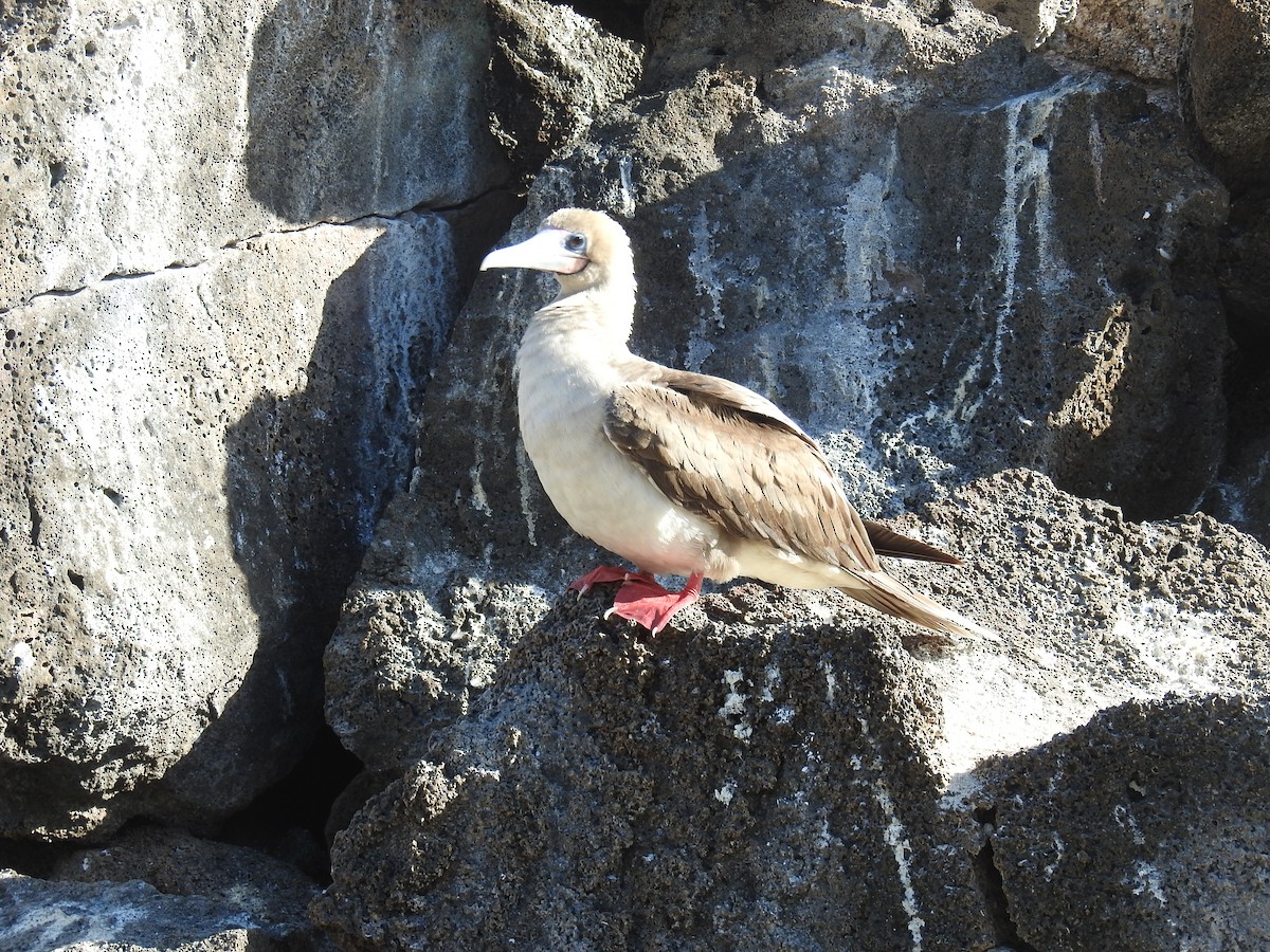 Red-footed Booby - ML214649241
