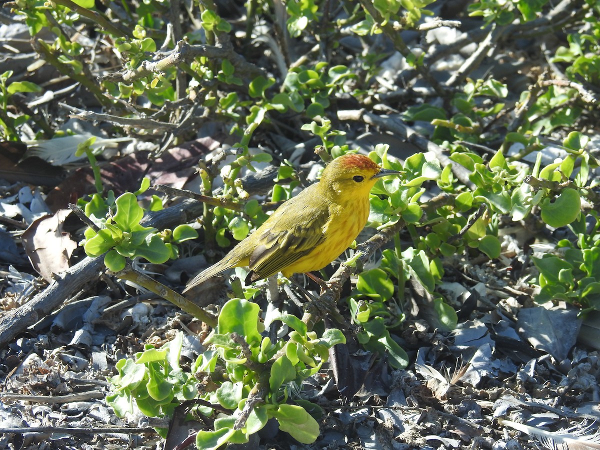 Yellow Warbler (Galapagos) - ML214649311