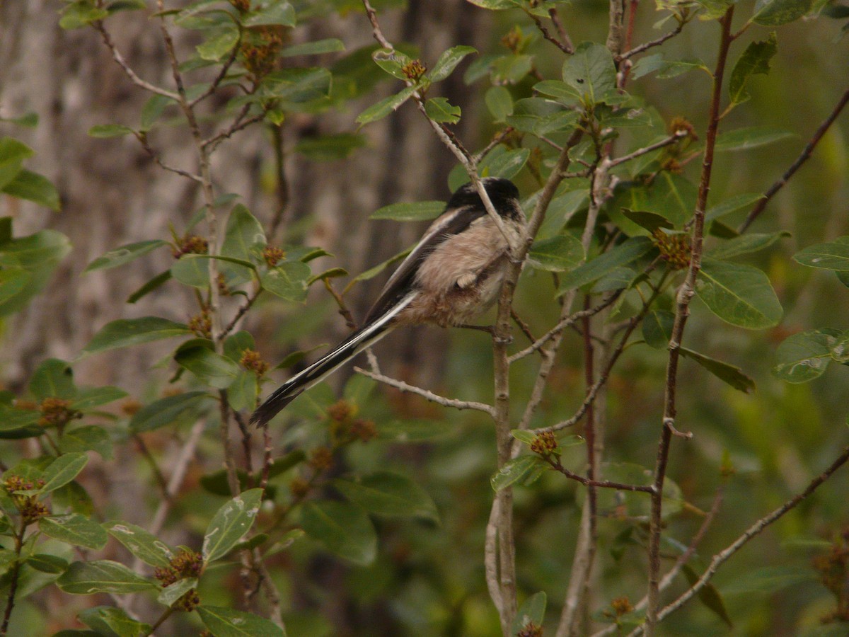 Long-tailed Tit - ML214649421