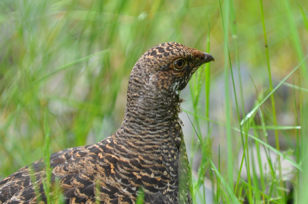 Gallo Fuliginoso - ML21464951