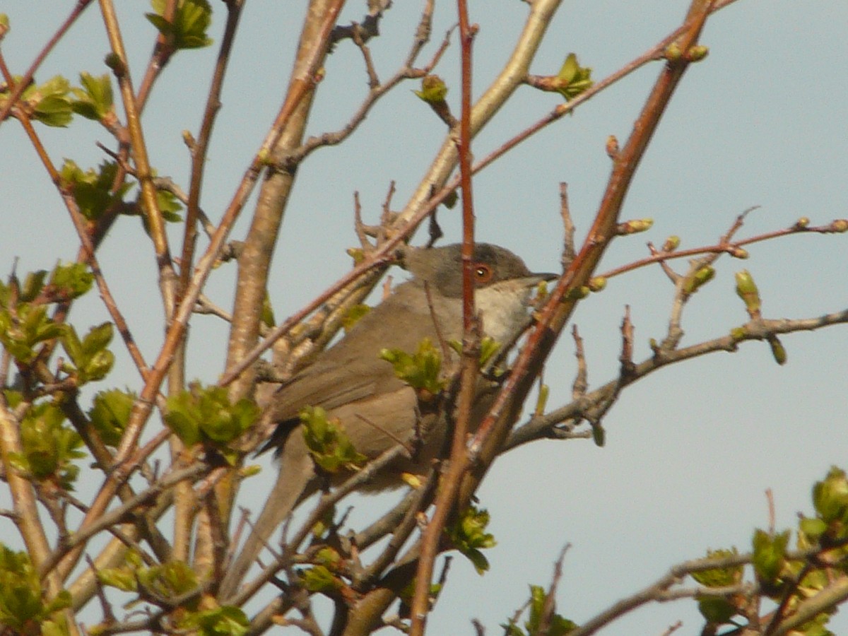 Sardinian Warbler - ML214649521