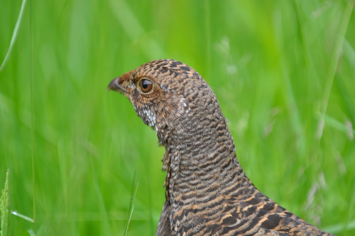 Gallo Fuliginoso - ML21464961