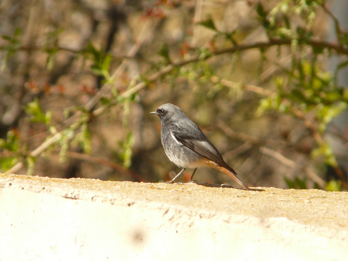 Black Redstart - ML214649651