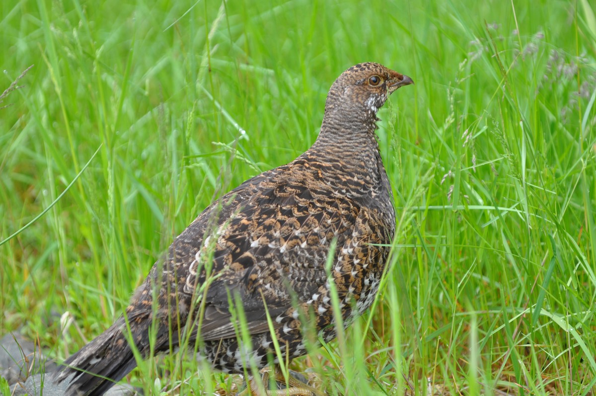 Sooty Grouse - ML21464971