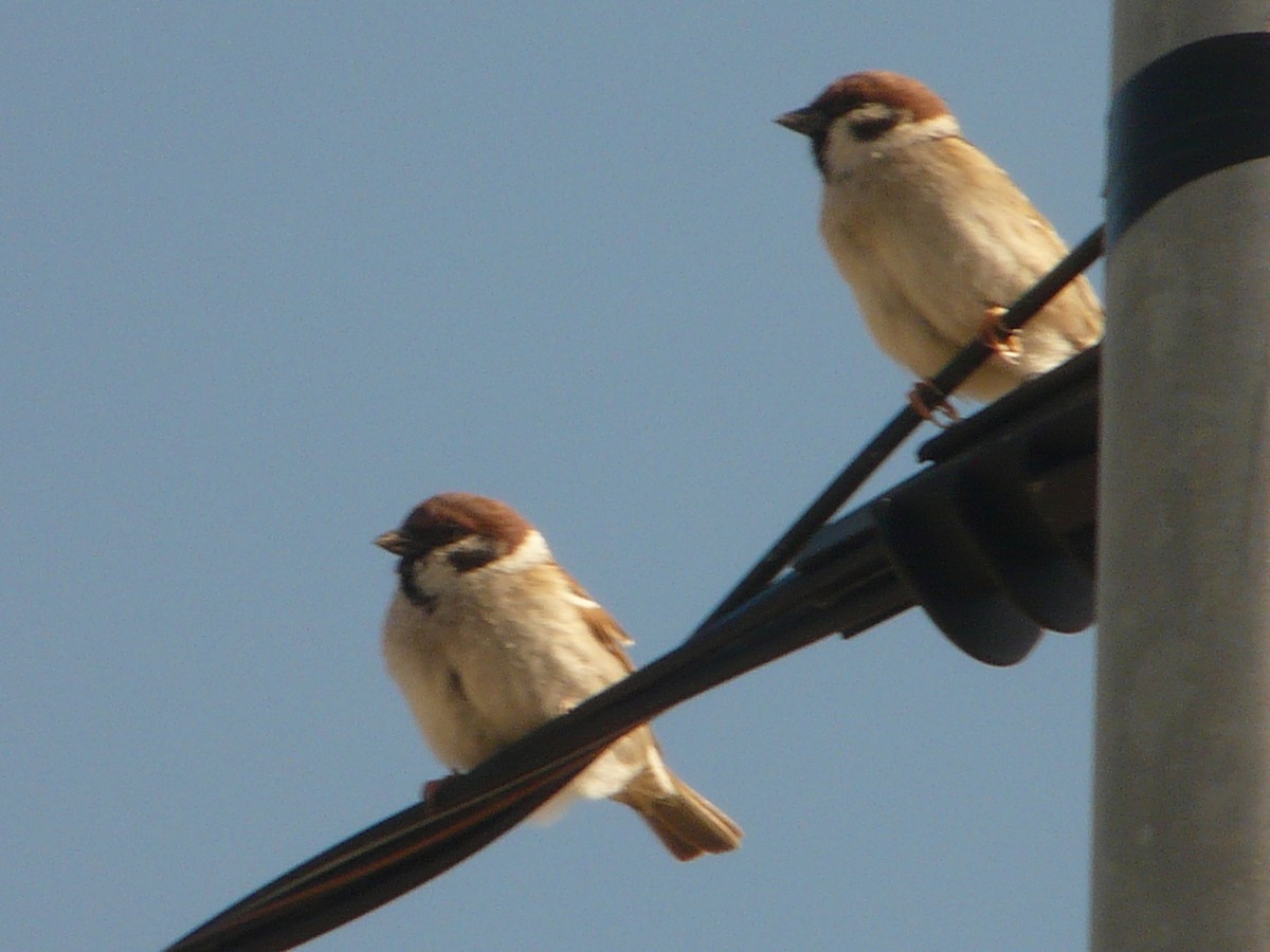 Eurasian Tree Sparrow - ML214649741