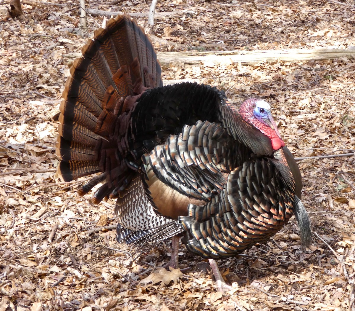 Wild Turkey - Robert Mayer