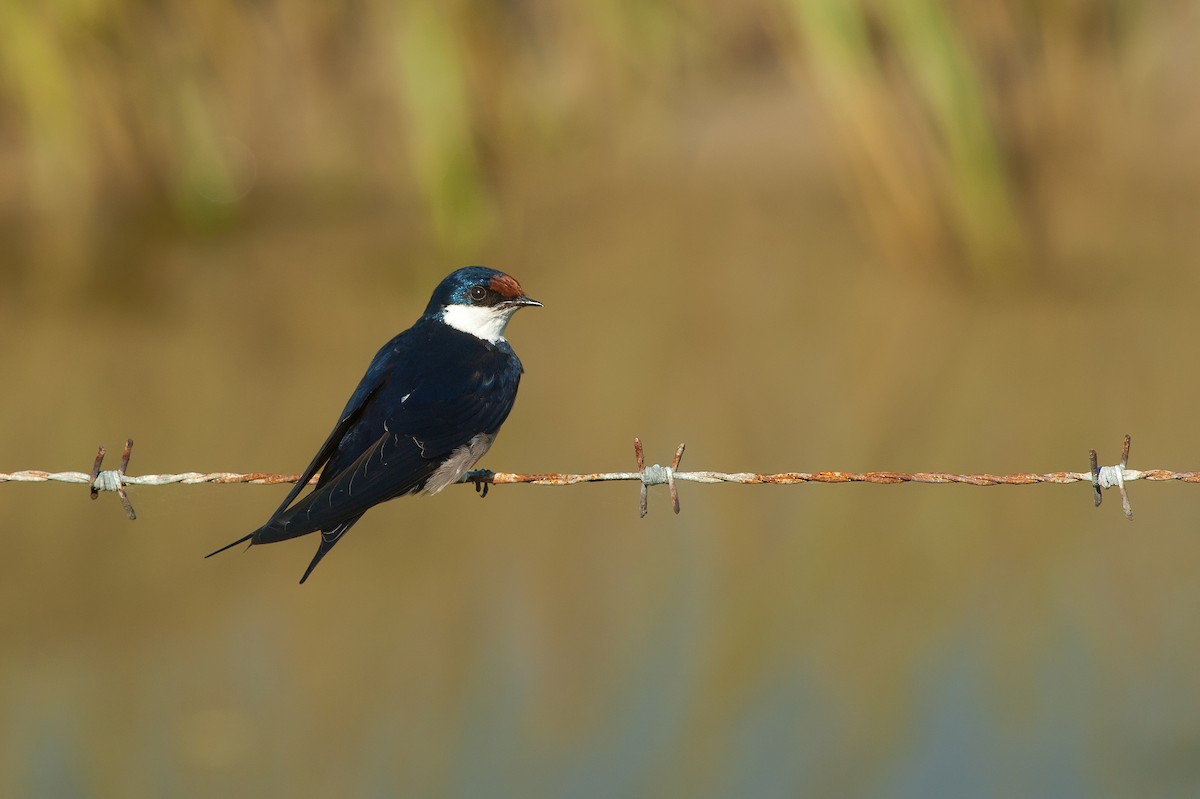 White-throated Swallow - ML214649801