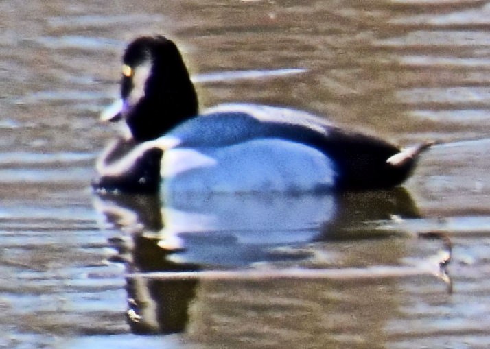 Lesser Scaup - ML214650461