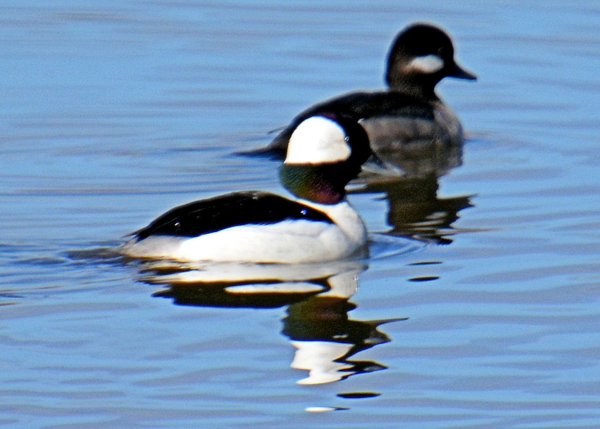 Bufflehead - Gayle Lee