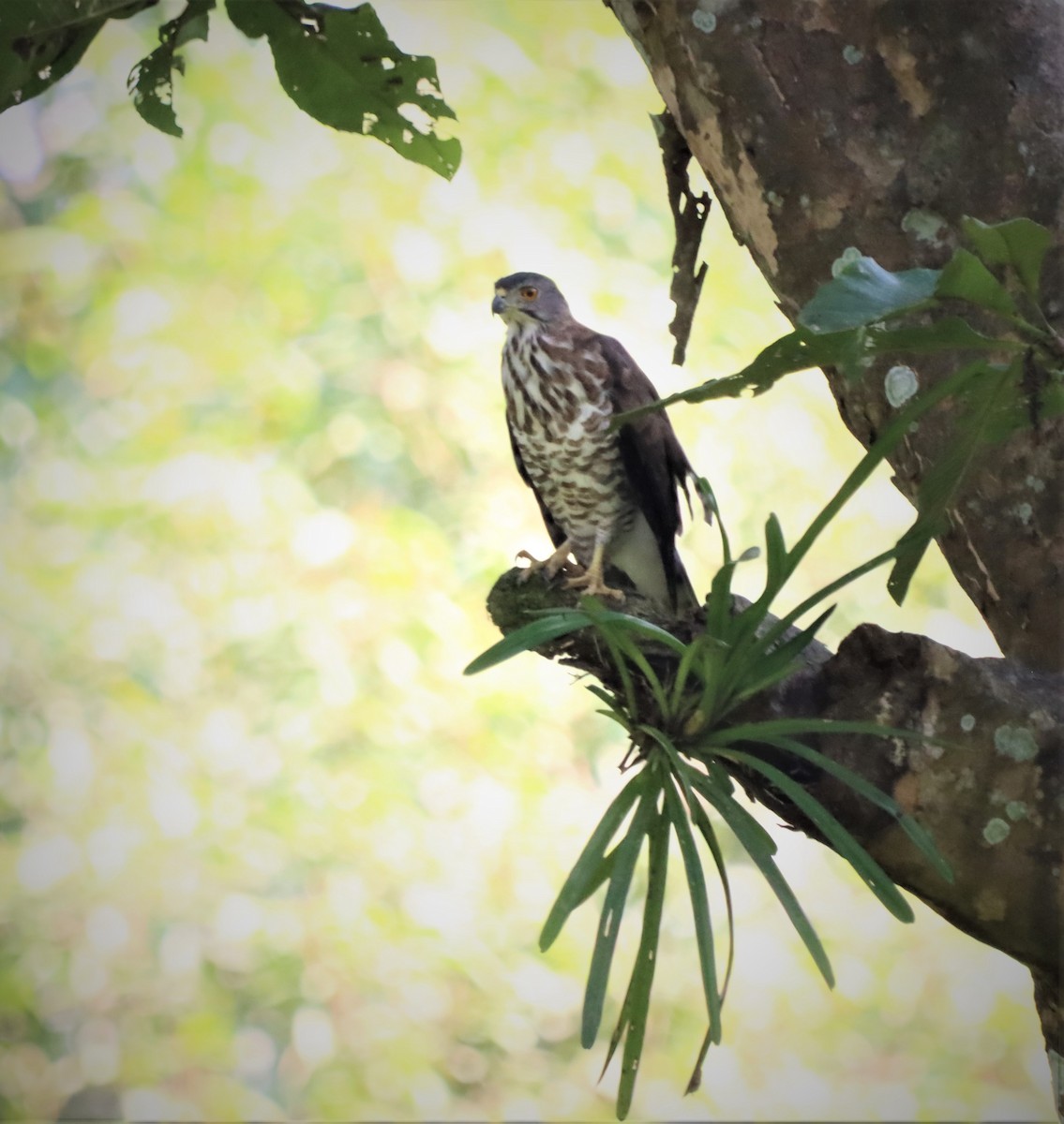 Crested Goshawk - ML214650591