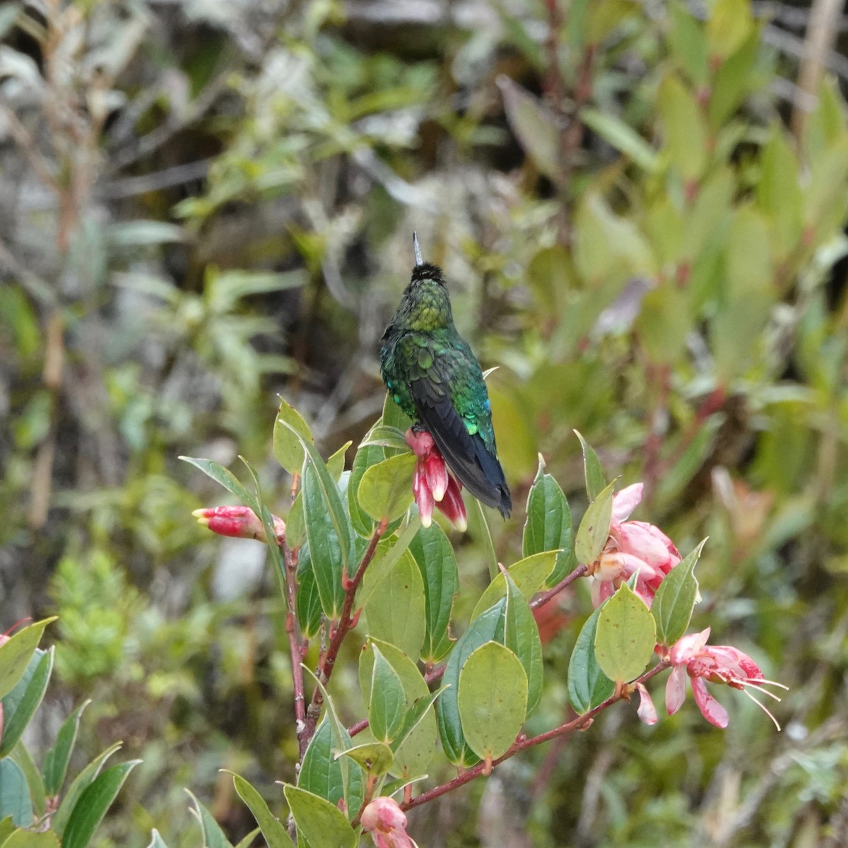 Glowing Puffleg - Rose Ann Rowlett