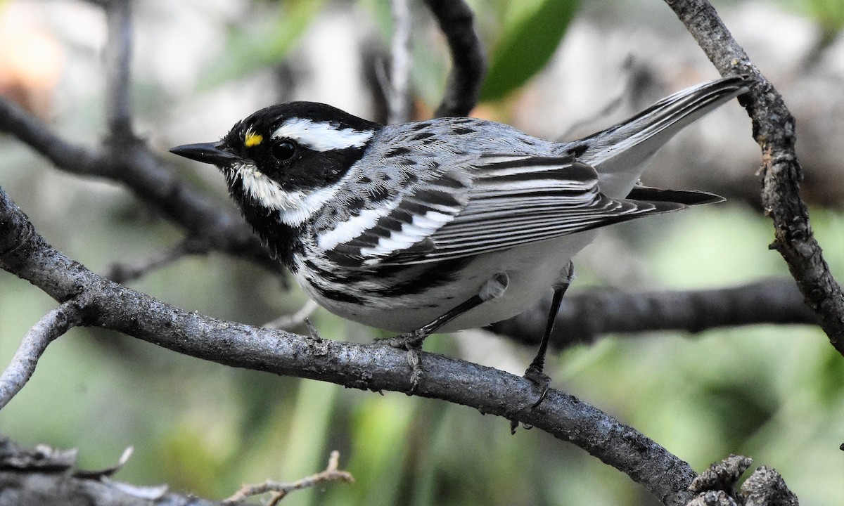 Black-throated Gray Warbler - ML214652031