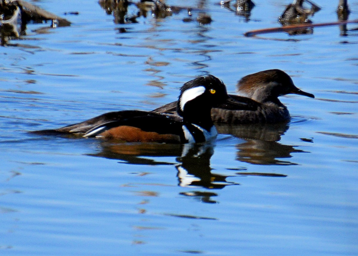 Hooded Merganser - ML214652361