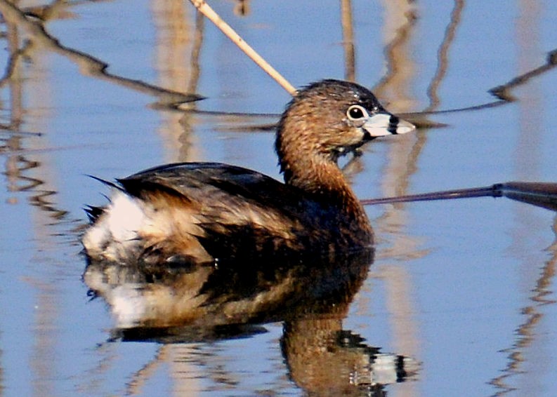 Pied-billed Grebe - ML214652571