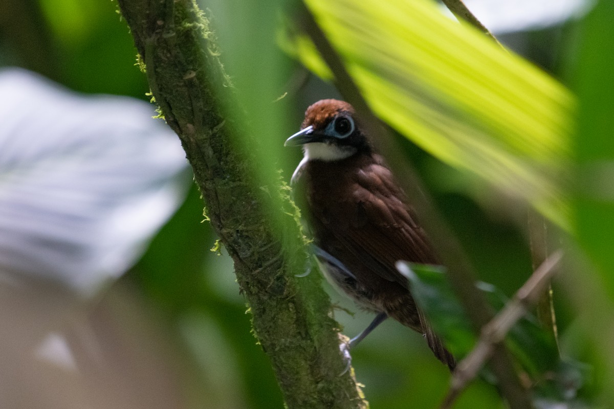 Bicolored Antbird - ML214652611