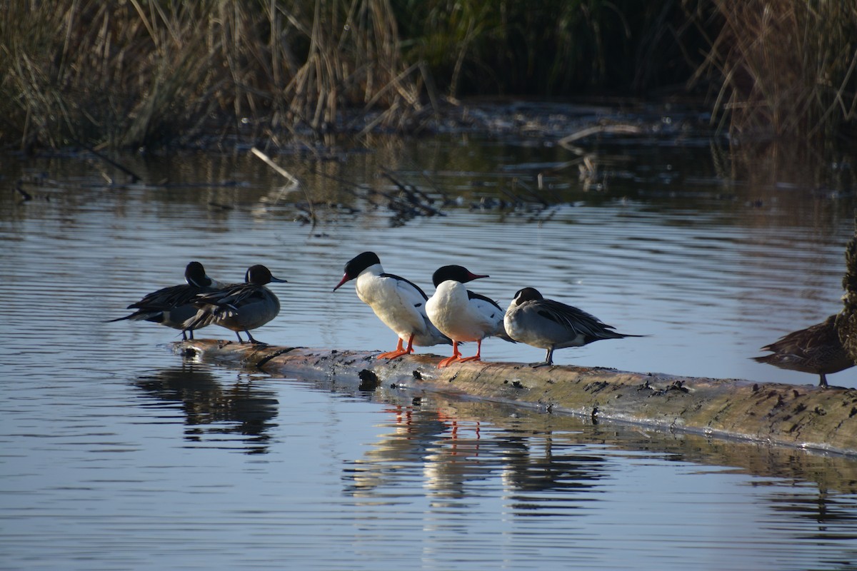 Common Merganser - Gayle Lee