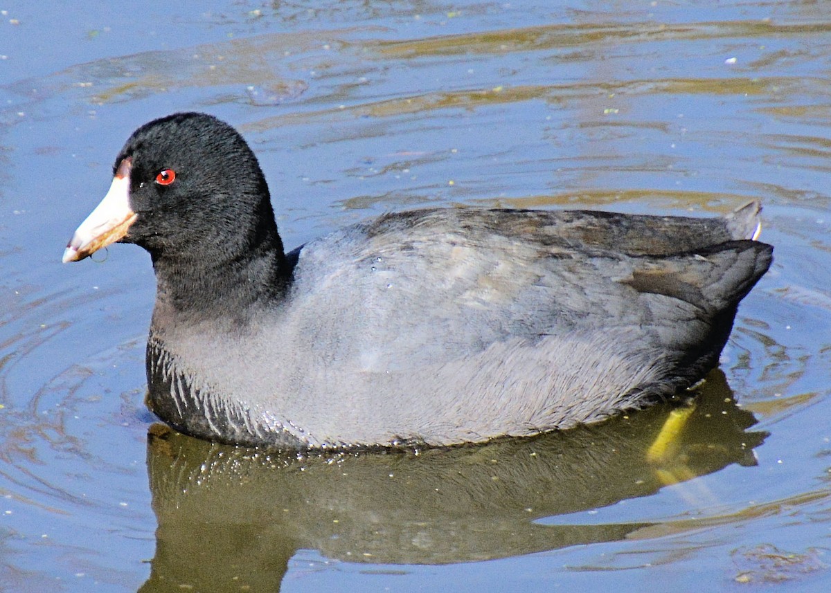 American Coot - ML214652971