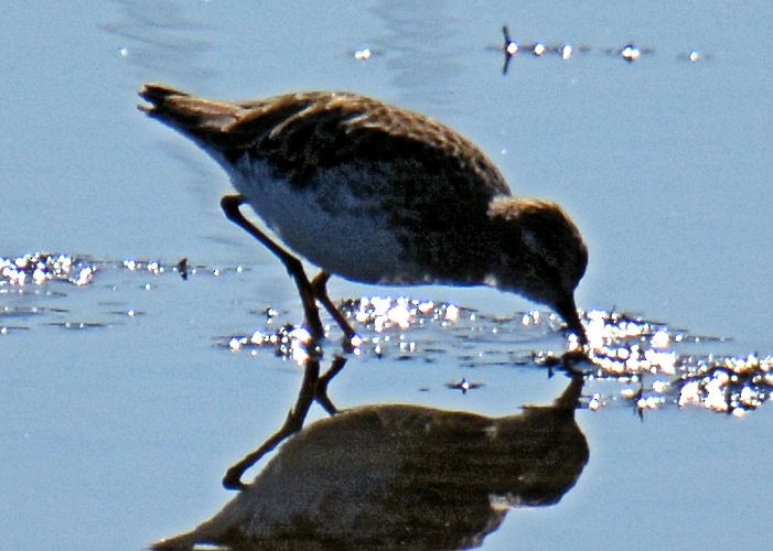 Least Sandpiper - ML214653251