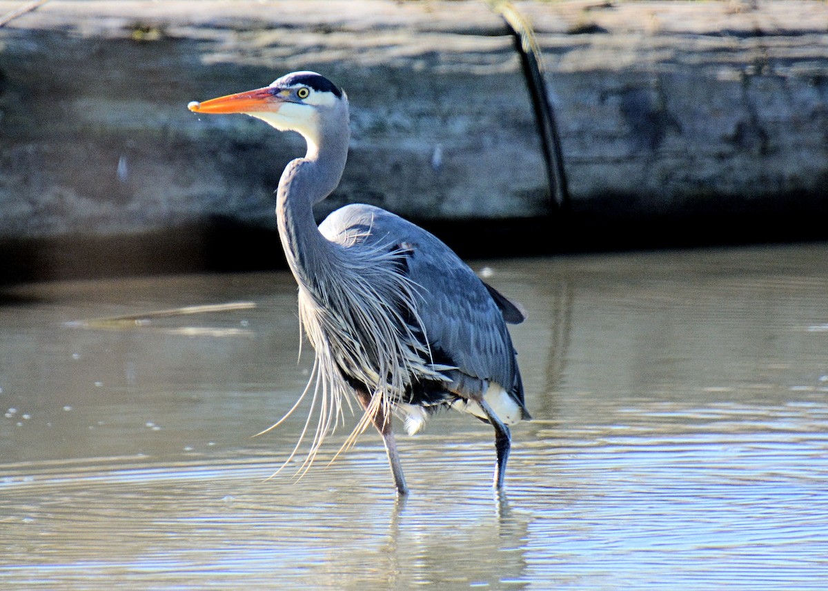 Great Blue Heron - ML214653561