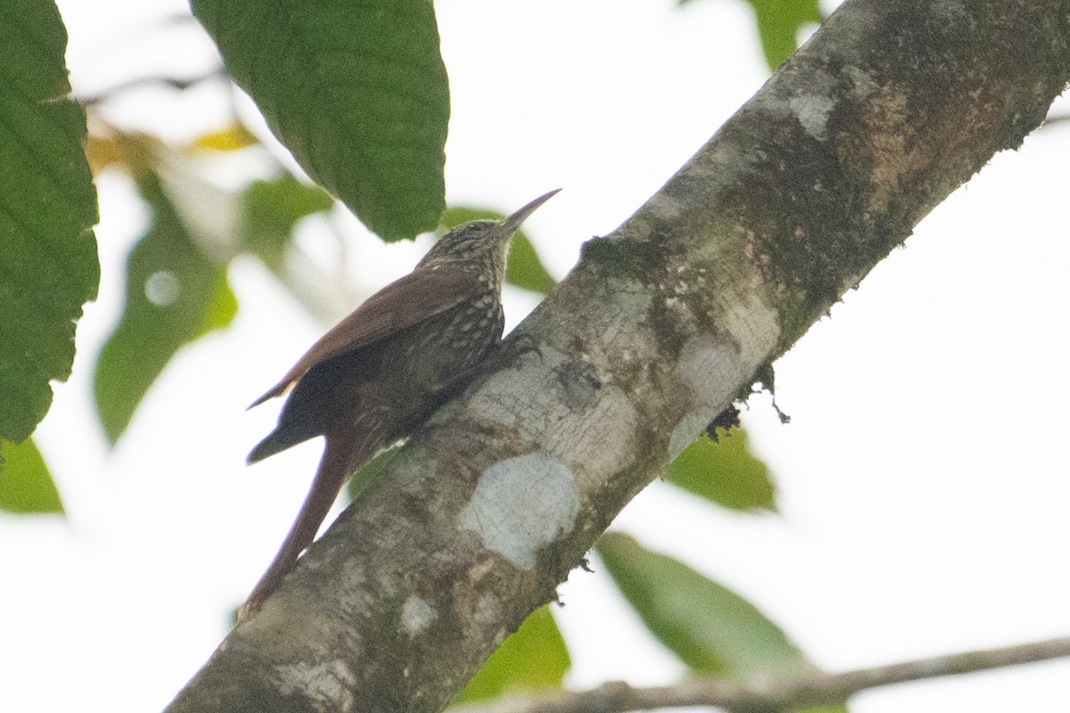 Streak-headed Woodcreeper - ML214653631