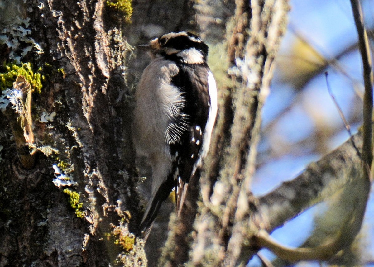 Downy Woodpecker - ML214653661