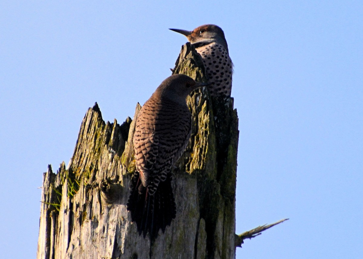 Northern Flicker - ML214653751