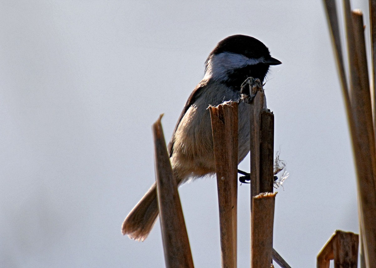 Black-capped Chickadee - ML214653871