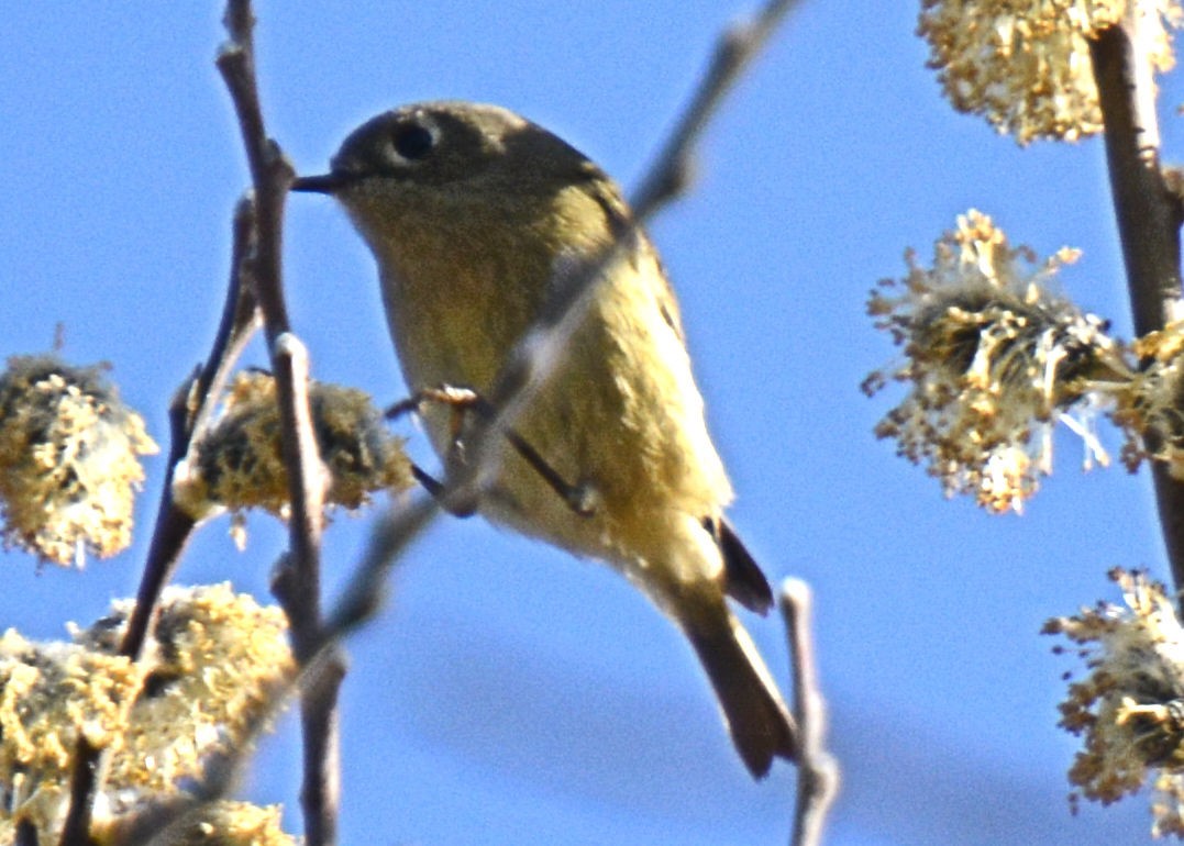 Ruby-crowned Kinglet - ML214654361