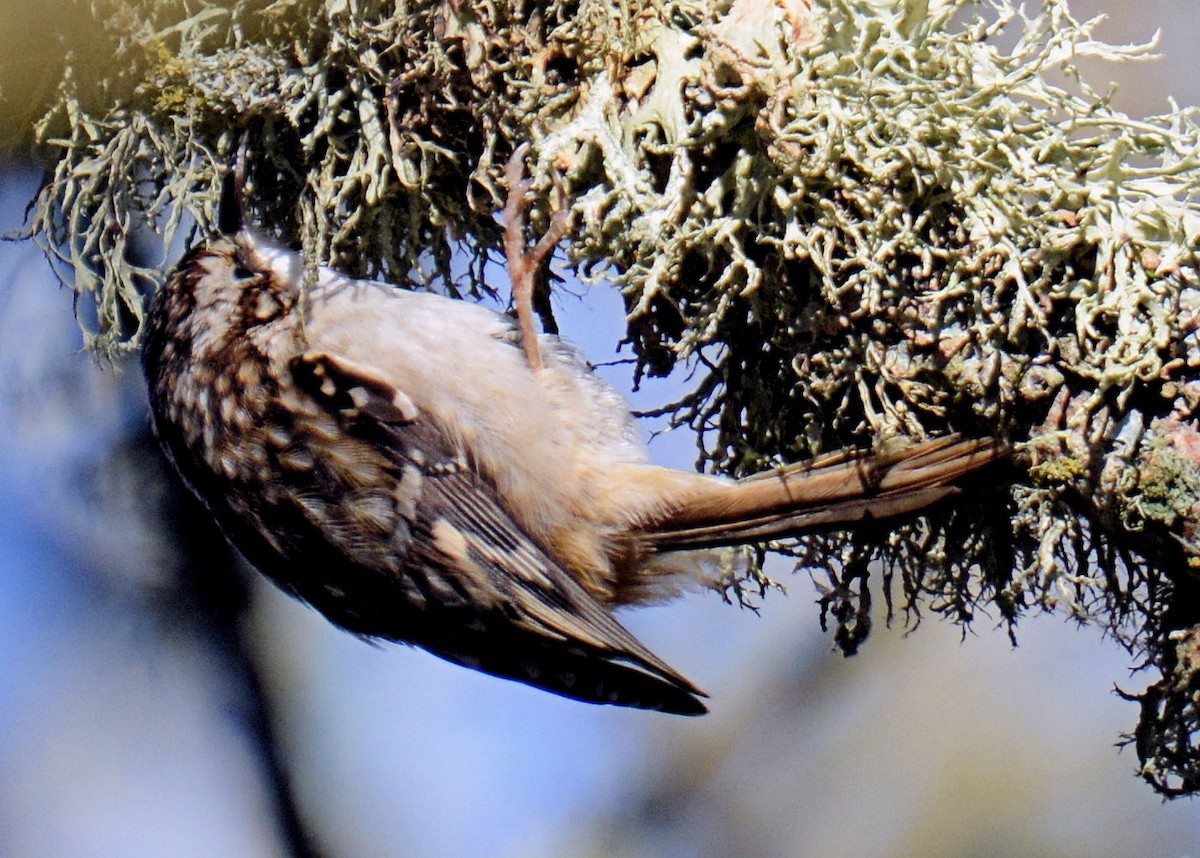 Brown Creeper - ML214654501