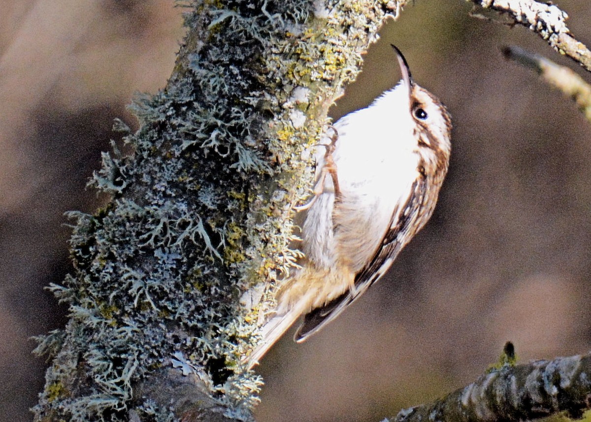 Brown Creeper - ML214654511
