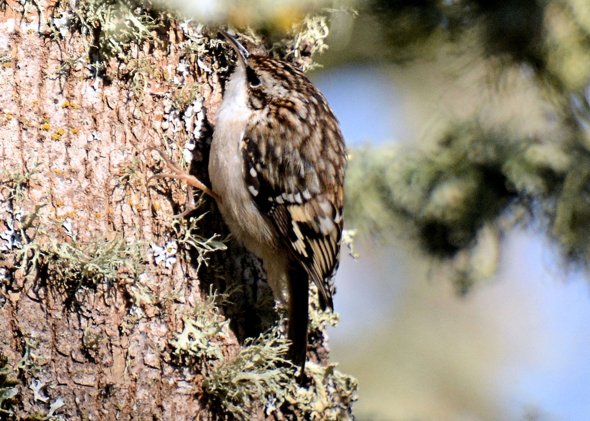 Brown Creeper - ML214654521