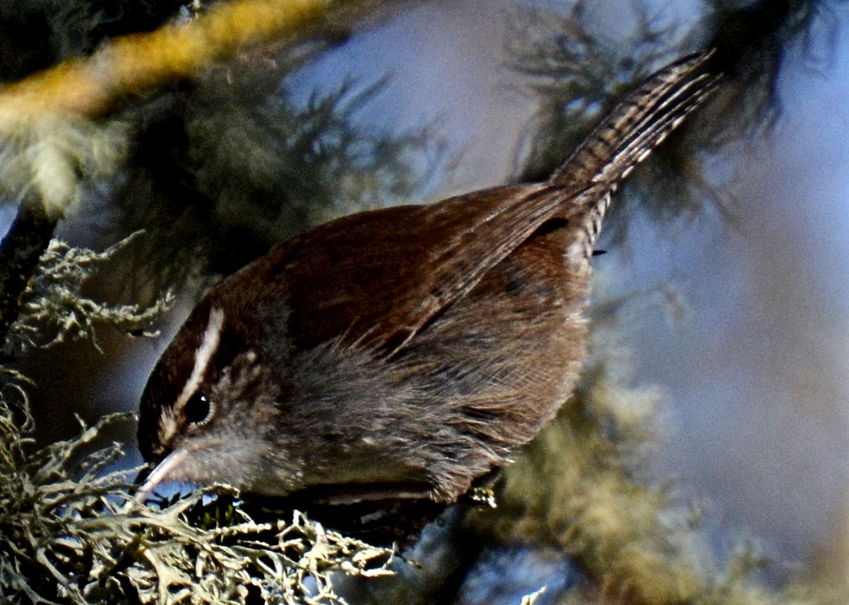 Bewick's Wren - ML214654691