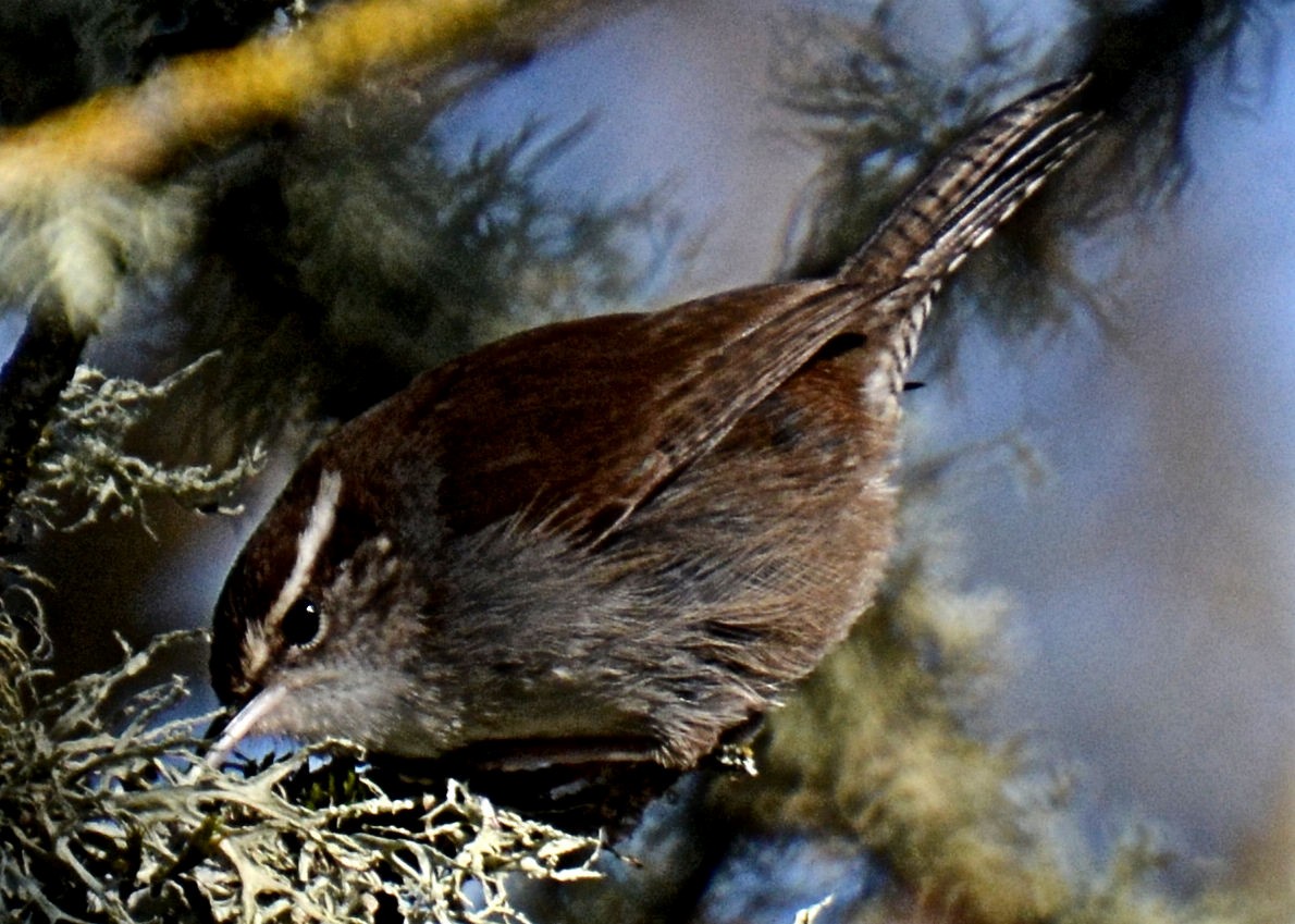 Bewick's Wren - Gayle Lee