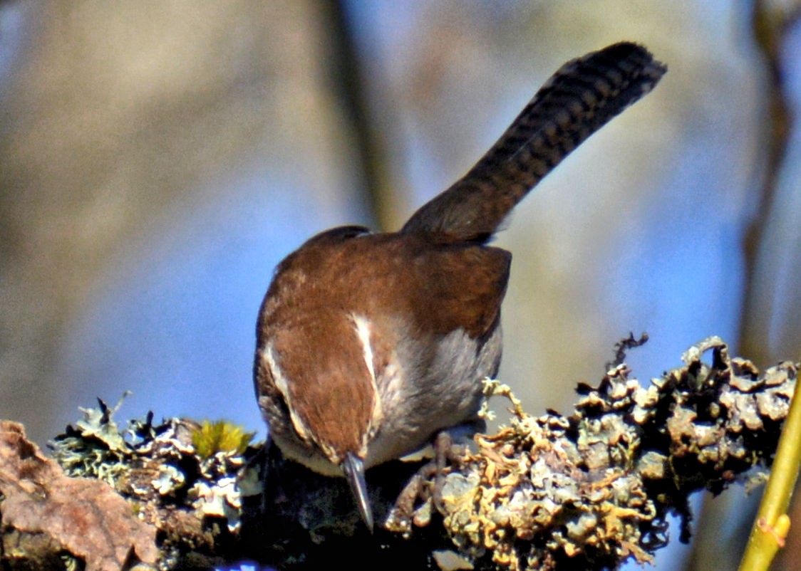 Bewick's Wren - ML214654701
