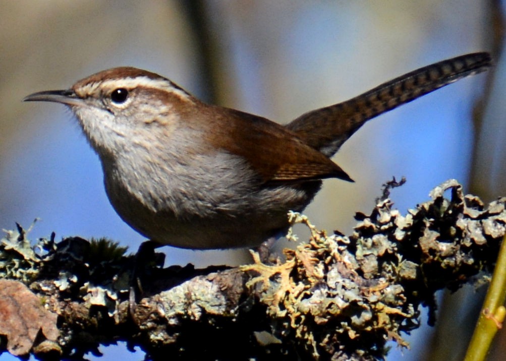 Bewick's Wren - Gayle Lee