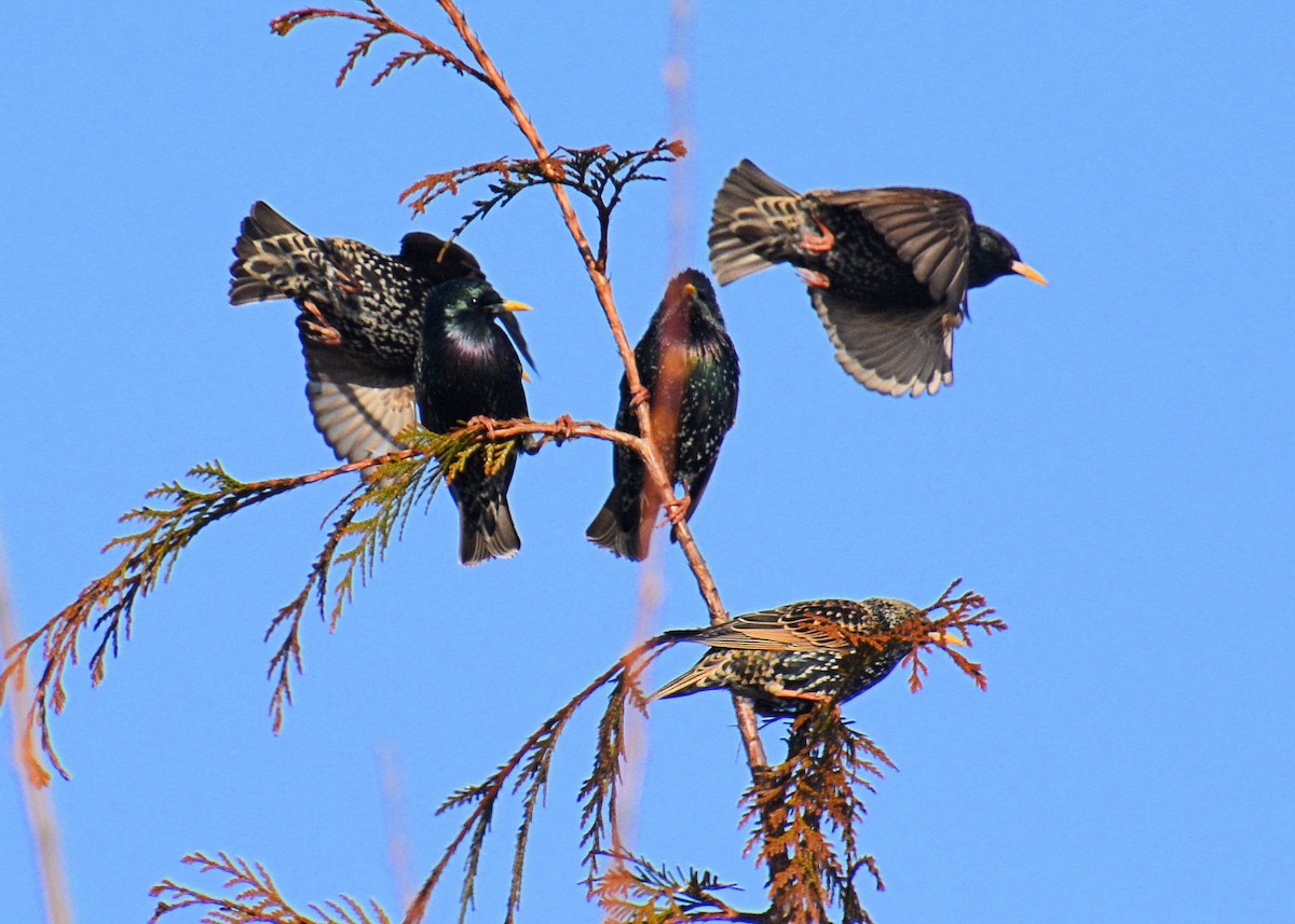 European Starling - ML214654771