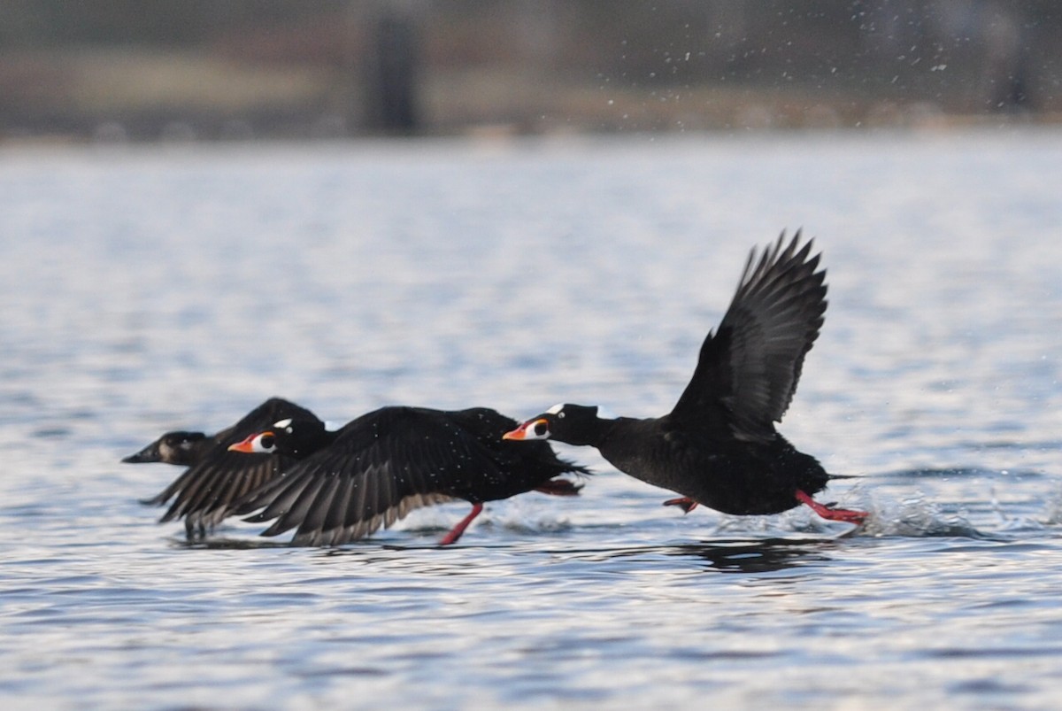 Surf Scoter - ML21465481