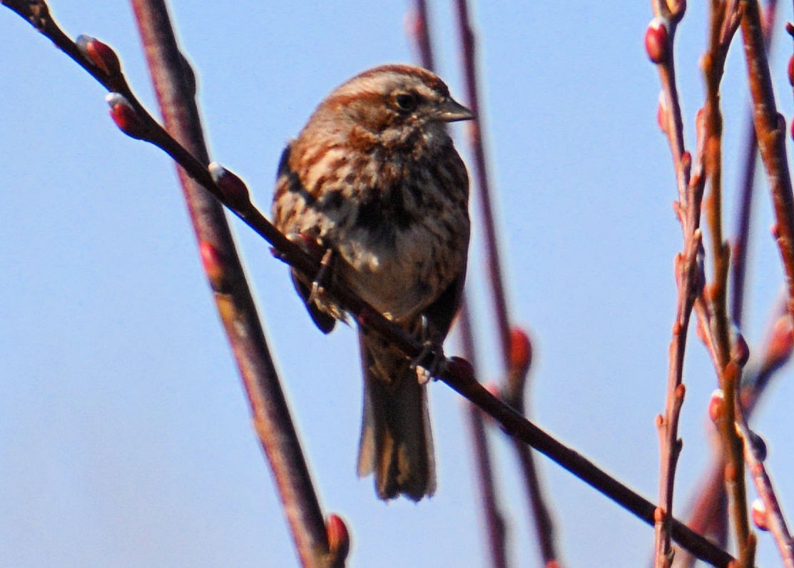 Song Sparrow - ML214654871