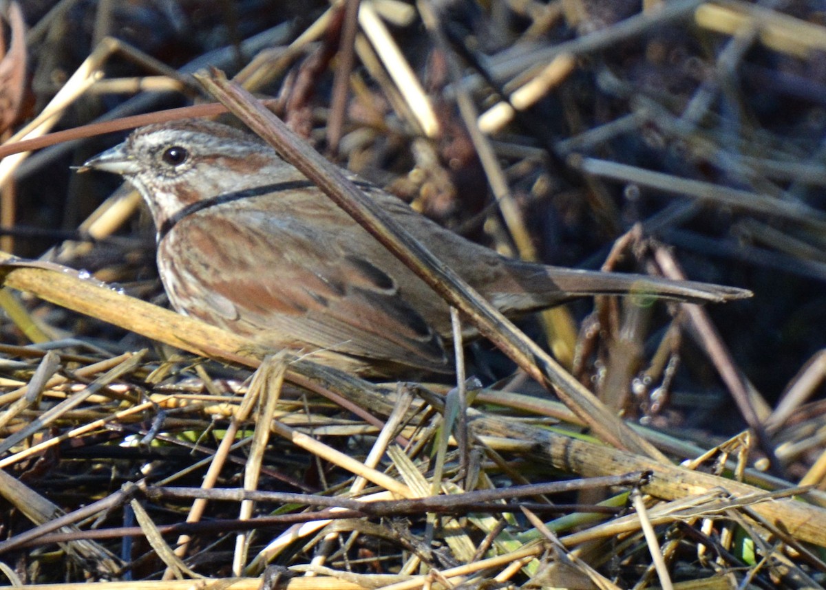 Song Sparrow - ML214654901