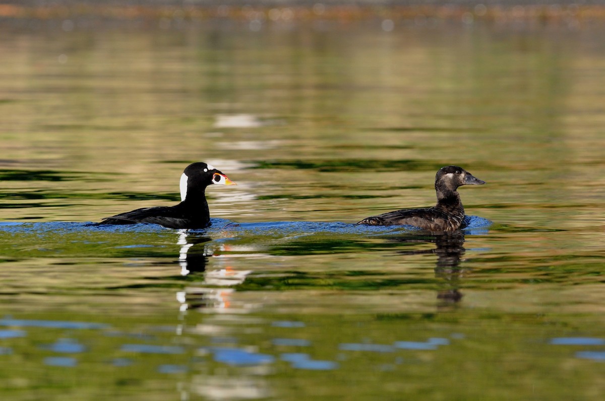 Surf Scoter - ML21465491