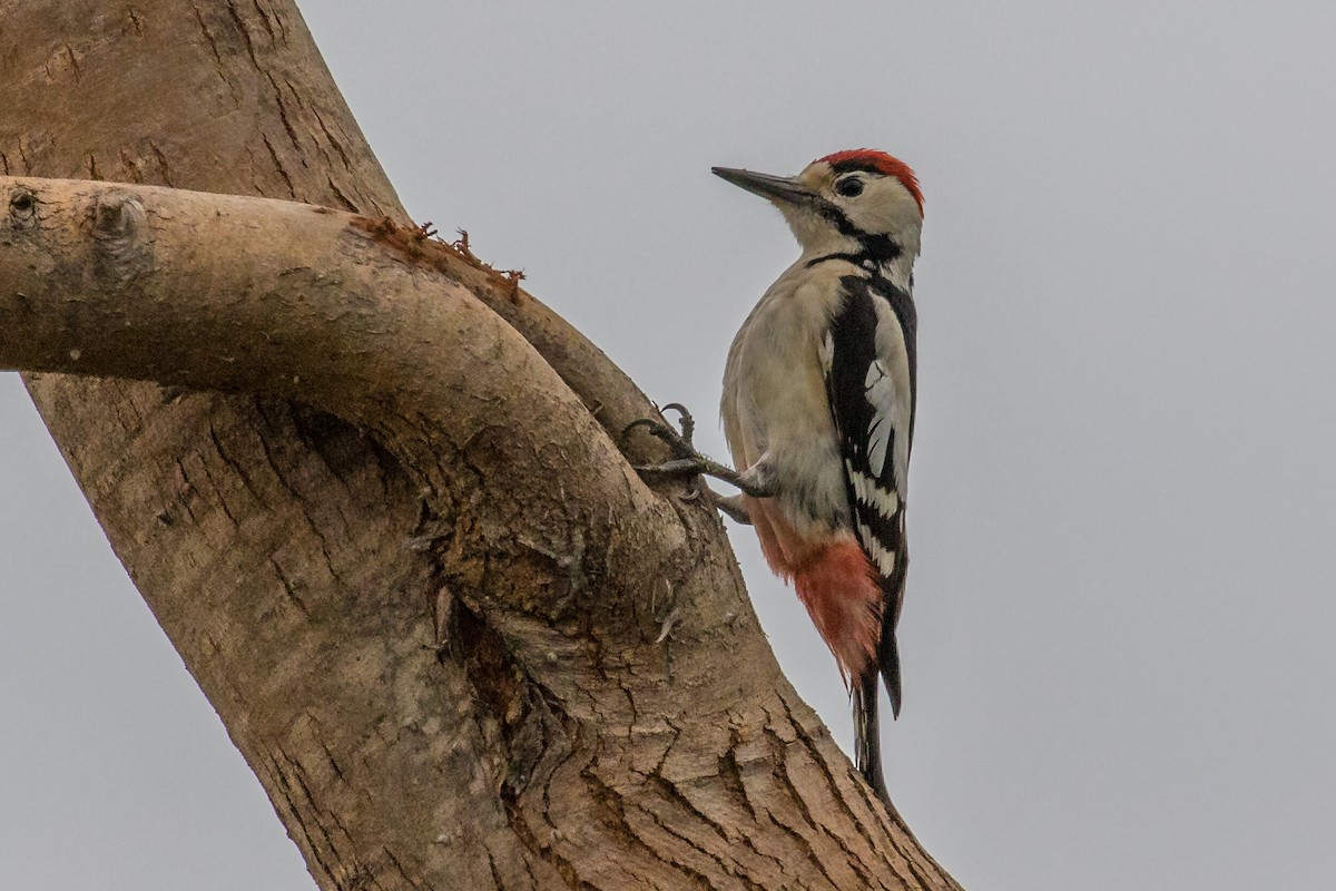 Sind Woodpecker - Dorna Mojab