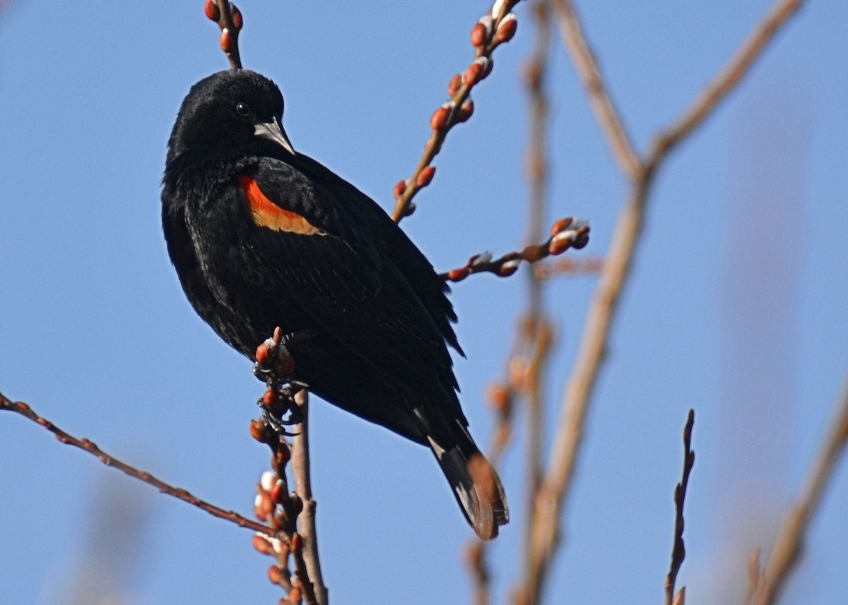 Red-winged Blackbird - Gayle Lee