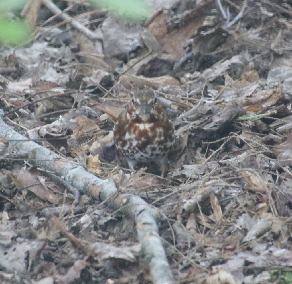 Fox Sparrow - ML214656001