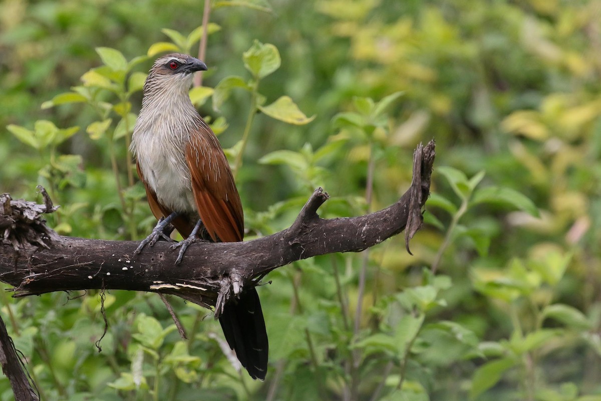White-browed Coucal - Michael O'Brien
