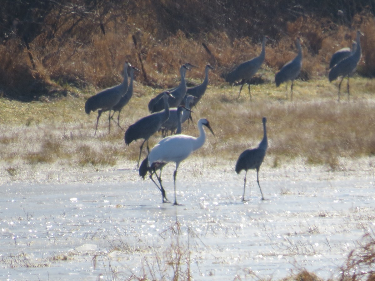 Whooping Crane - Jaye Rykunyk