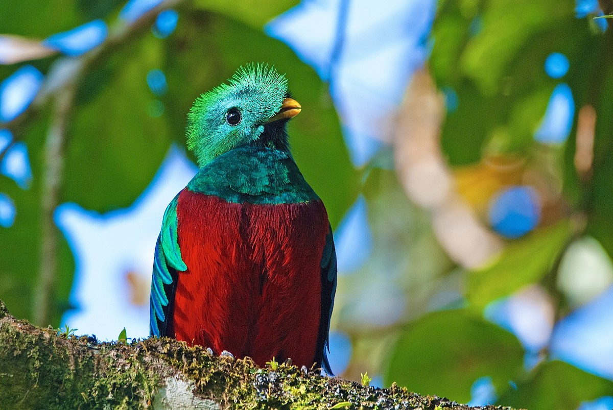 Resplendent Quetzal - Andrew Simon