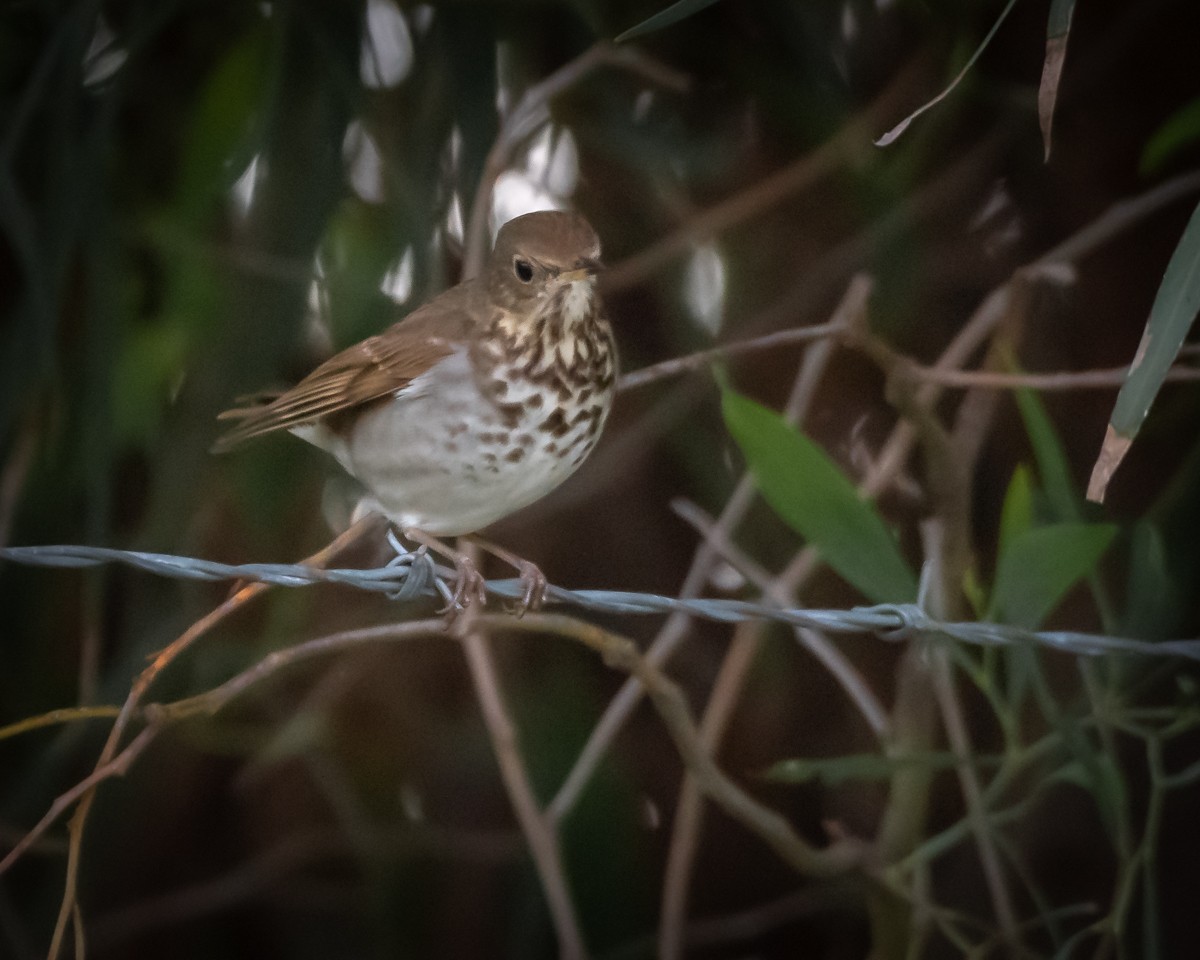 Hermit Thrush - James Kendall